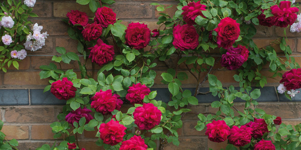 roses