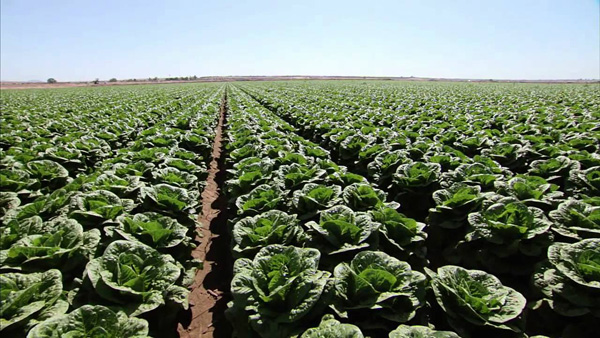lettuce in Yuma