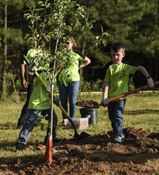 tree planting