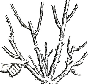 rose bush pruning