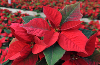 poinsettias