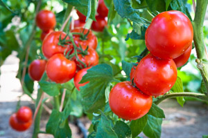 tomatoes