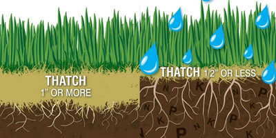 dethatching